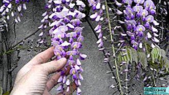 Hướng dẫn chi tiết về cách trồng wisteria từ hạt tại nhà