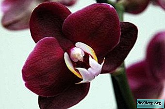 Conseils pour les fleuristes débutants: Puis-je couper des racines d'orchidées?