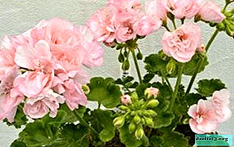 Pelargonium utile et beau: Edwards Elegans, Tuscany et autres variétés, même pour les jardiniers les plus sophistiqués