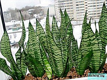 Useful and dangerous sansevieria: is it possible to keep a flower in the interior of an apartment?