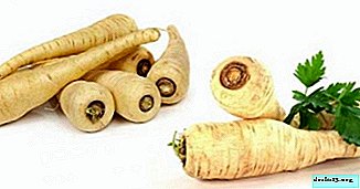 Koristen in okusen "beli korenček" - pastinak: opis, uporaba, gojenje zelenjave