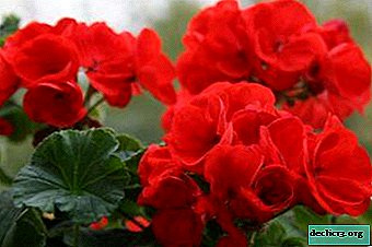 Useful information for gardeners: geranium diseases, their photos and treatment