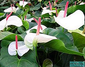 Nyttig information til elskere af anthurium. Oversigt over sorter med hvide blomster