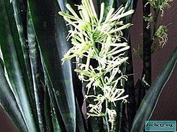 Useful information on how the pike tail blooms: photos, care tips and method for stimulating a set of buds
