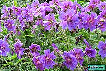 Användbar information om plantering och vård av magnifika pelargoner. Blomma foto