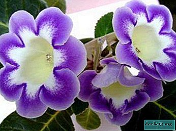 Useful tips: how to properly water and feed gloxinia at home