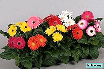 Useful tips for growing a gerbera at home
