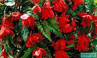 Useful tips for planting and caring for ampelous begonia at home