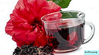 Useful properties and application of hibiscus. How does it affect human health, are there any contraindications?