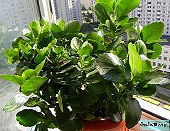Užitočné vlastnosti Kalanchoe: čo lieči túto rastlinu a ako ju aplikovať?