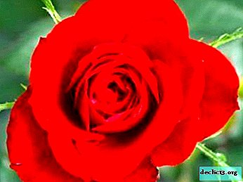 Naudingos rožių aliejaus savybės ir jo panaudojimas medicinos ir kosmetologijos tikslams