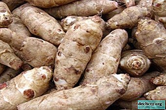 Useful Jerusalem artichoke: is it possible to give it to rabbits, hens and other animals?