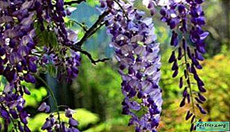 Complete information about the planting, reproduction, cultivation of wisteria and about its care