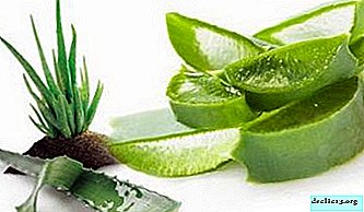 The benefits of aloe for men: ways to use to improve potency and recipes to eliminate prostatitis