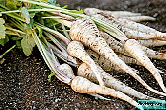 Health benefits of parsnip, recipes for its use in traditional medicine - Vegetable growing