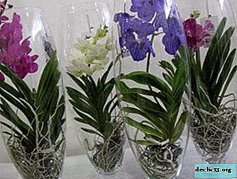 We help the orchid get comfortable in a new place of residence - transplant after purchase