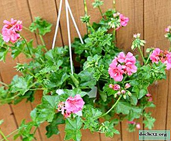 Popular ampelous or ivy geraniums: care and reproduction