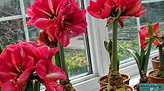 Popular varieties of amaryllis and the cheapest with photos and descriptions