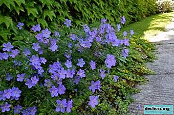 Beliebte Sorten von Geranium Hybrid und pflegen sie