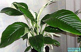 Popular varieties of spathiphyllum white: description and photo