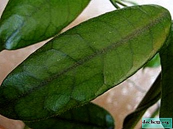 Popular types of home creeper of Hoya macrophyll: how to grow and how to care?
