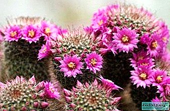 Tipos populares de cactus Mammillaria (Mammillaria) con fotos y nombres