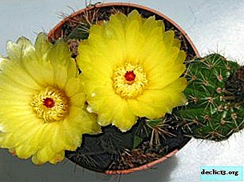 Popular types of notocactus: Otto, Verneri, Rehsky and others
