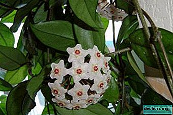 Jenis kecantikan tropika Hoya: ciri dan gambar mereka