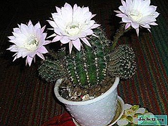 Kaktus echinopsis rumah yang populer - jenis utamanya dengan foto dan aturan perawatan