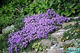 A popular variety of lobelia is Emperor Willy: features of growing plants and rules for care