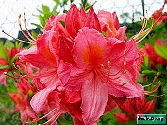 Offrez-vous une plante exotique parfumée: l'azalée Nabucco, les secrets de la culture et du soin d'une fleur - Plantes de jardin