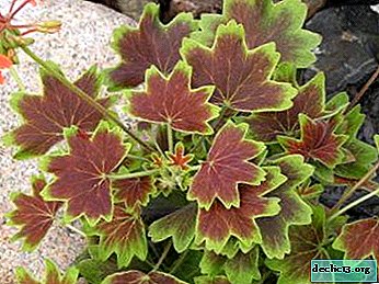 Landing and care features of variegated pelargonium