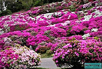Planting and care in the open ground for garden azalea: what are the features of cultivation and what can cause shrubs to get sick? - Garden plants