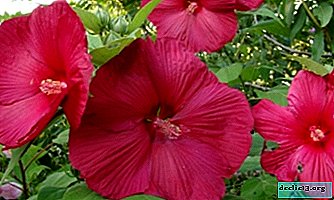 Planting and caring for marsh hibiscus at home and outdoors. Propagation Features