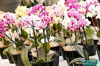 Plantning af orkideer i et lukket system. Princip og trin for trin-handlinger