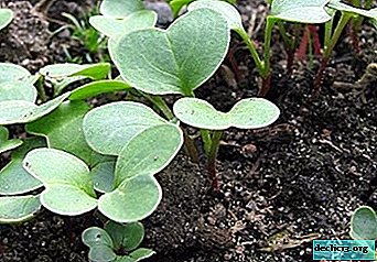 Plantar rábanos en primavera en un invernadero con y sin calefacción y cuidado adicional de la verdura - Cultivo de vegetales