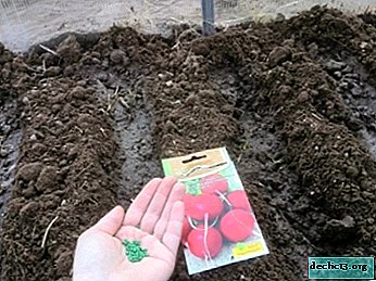 Planting reddiker i et polykarbonat drivhus: når du kan plante, hvordan å utføre prosedyren og de beste variantene