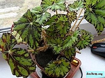Trinvis vejledning til forplantning af begonier med blade derhjemme. Tips fra erfarne gartnere