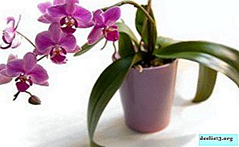 Steg-för-steg-instruktioner för spridning av orkidéer genom sticklingar hemma