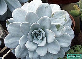 Step-by-step instructions for the propagation of echeveria leaves: preparing the land and planting material