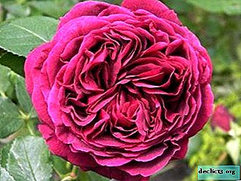 Splendida rosa Falstaff: dettagli floreali