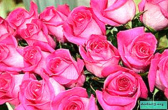 Impresionante Topacio rosa: detalles sobre la apariencia, el cuidado y la reproducción. Foto de la flor
