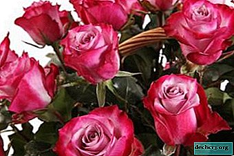 Superbes roses bicolores de différents pays. Variétés de description et de photo