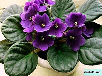 Découvrez les merveilleuses variétés de violettes de S. Repkina: description et photo de «l'élixir de beauté» et d'autres