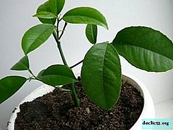Practical recommendations on how to properly transplant a lemon: a step-by-step procedure guide