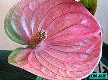 Recommandations pratiques pour la culture d’Anthurium cavalli. Caractéristiques de soin et photo de fleur