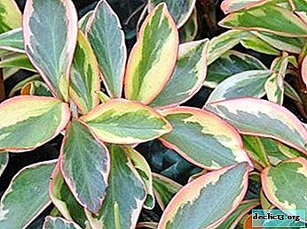 Practical recommendations for the cultivation of peperomia clubusulosa. Features of care and flower photo