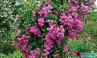 Recomendaciones prácticas para cultivar rosas trepadoras Super Dorothy. Foto y descripción de la variedad.