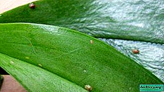 Practical tips for getting rid of aphids on an orchid