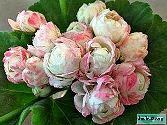Praktische Tipps für die Pflege und den Anbau von Pelargonien Prinz Gustav. Äußere Merkmale und Foto der Blume